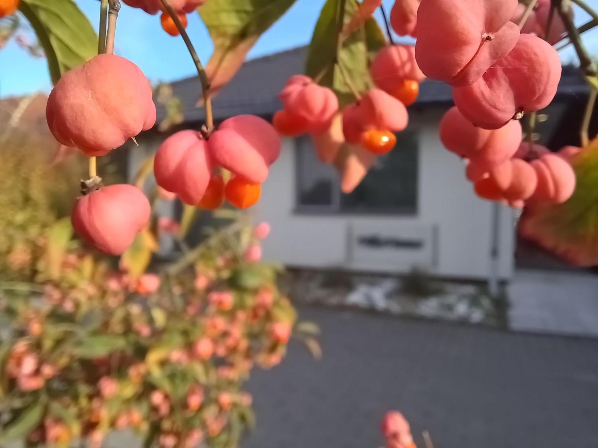 Villa Vamus Vendeg- Es Rendezvenyhaz Vámosszabadi Dış mekan fotoğraf